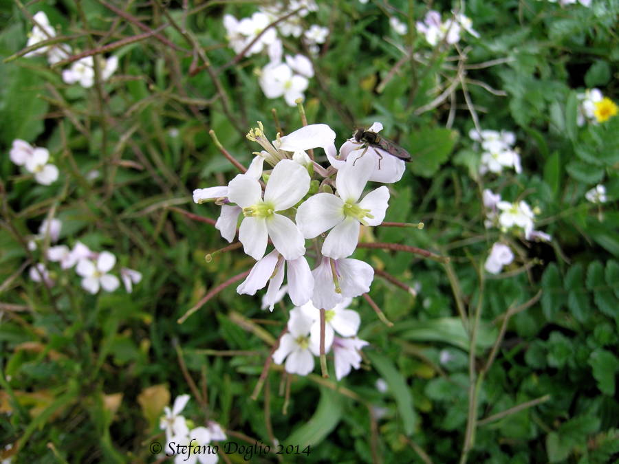 Diplotaxis erucoides & Raphanus raphanistrum